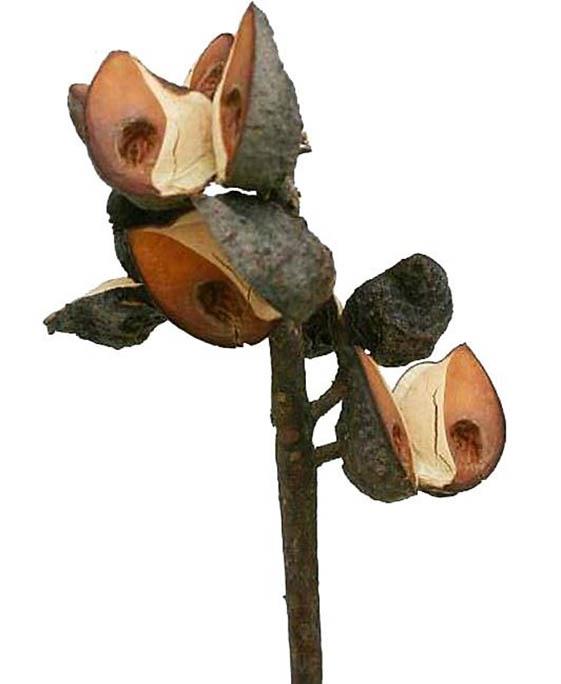 Hakea 5-9 Schoten L30-40cm natur