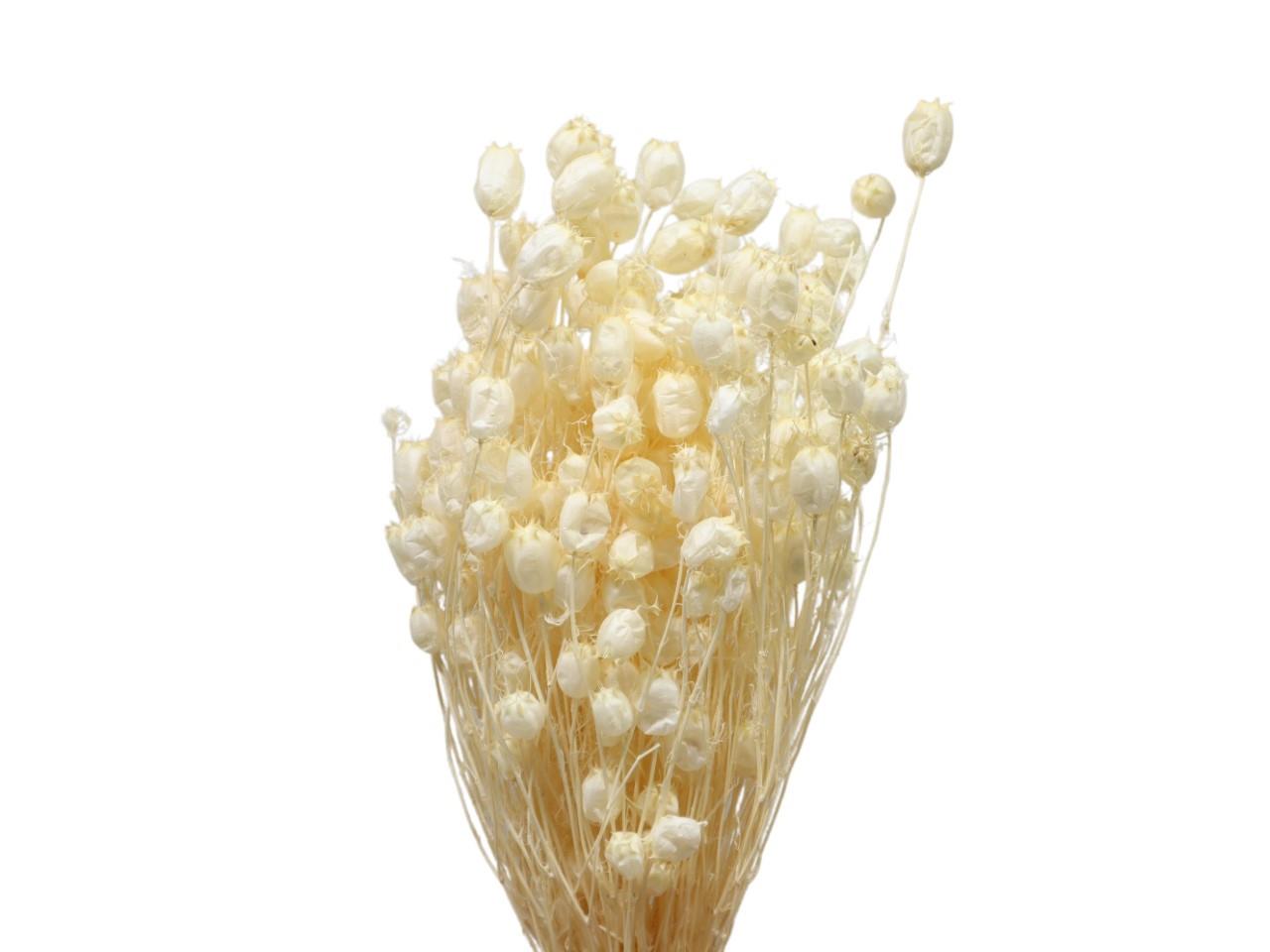 Nigella Albion 100gr. weiß