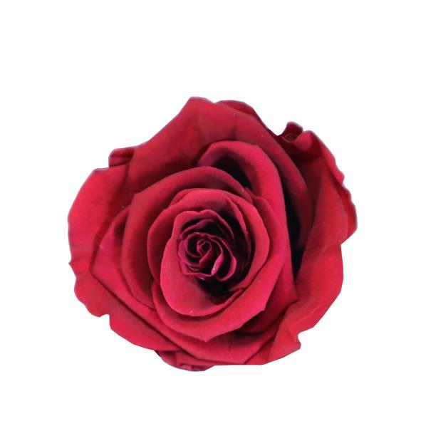 Rose "Extra" stabil.H6cmD6,5cm delightf.magenta weinrotNETTO