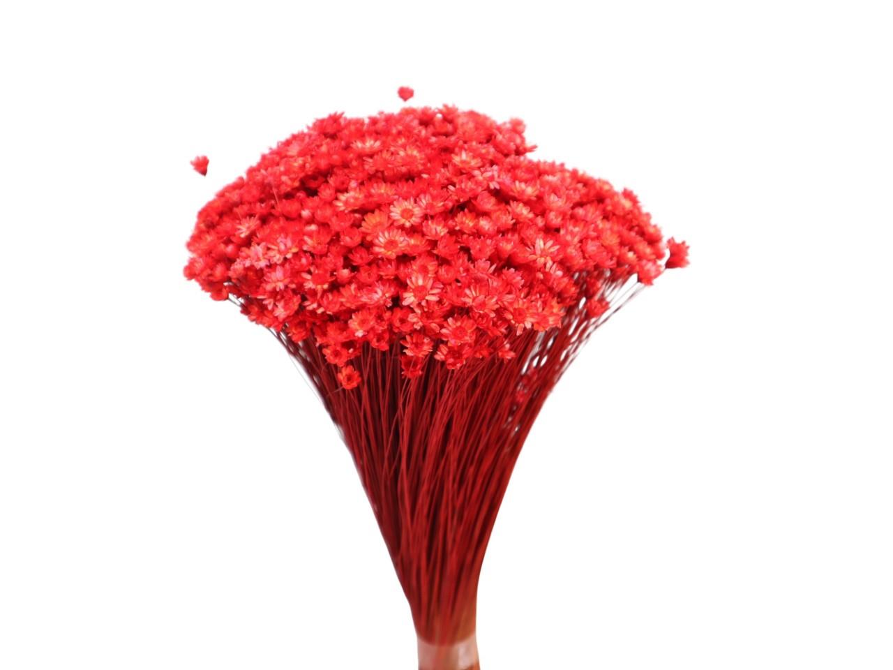 Glixia rot 100gr.