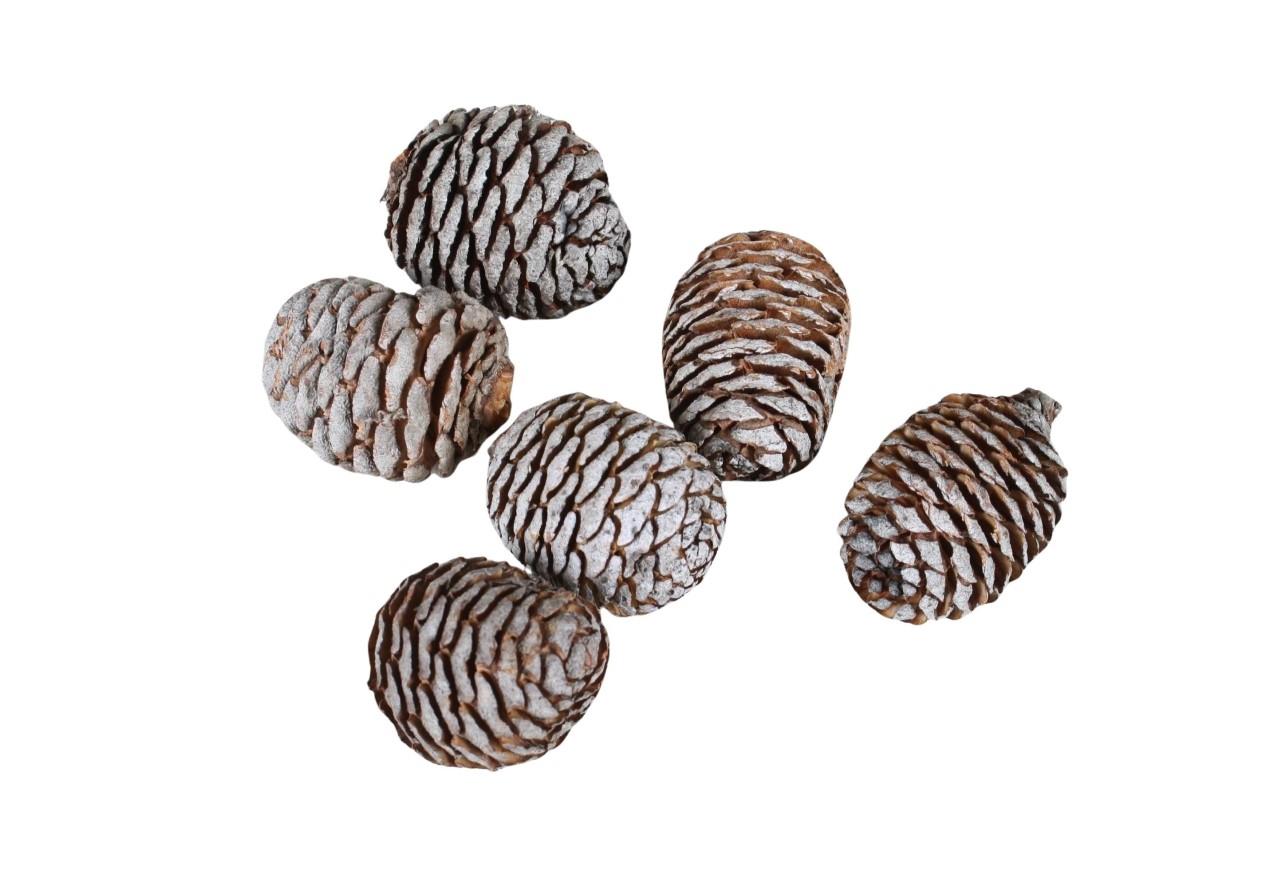 Zapfen Murii lose D3-4 H4,5 ca. 120 Stück natur 1kg