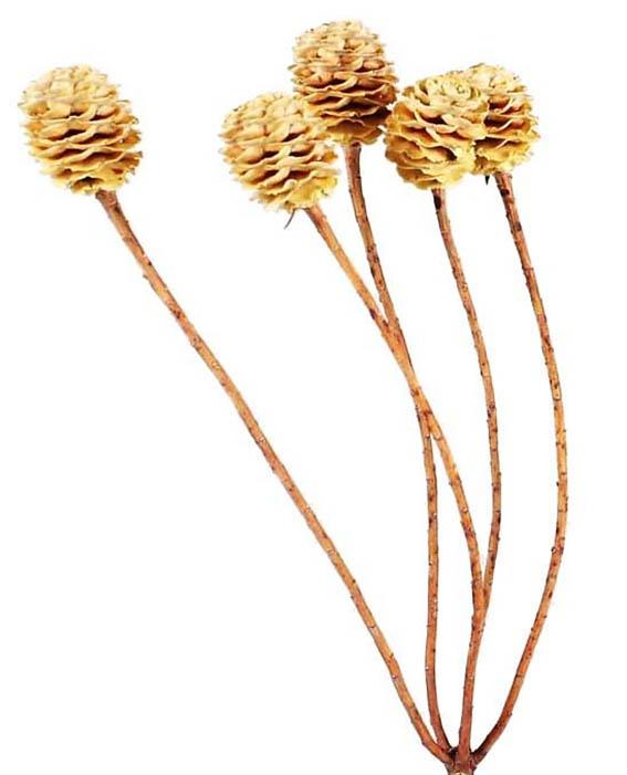 Sabulosum 4-6 Kopf D3H4-5L35-40cm cream Original