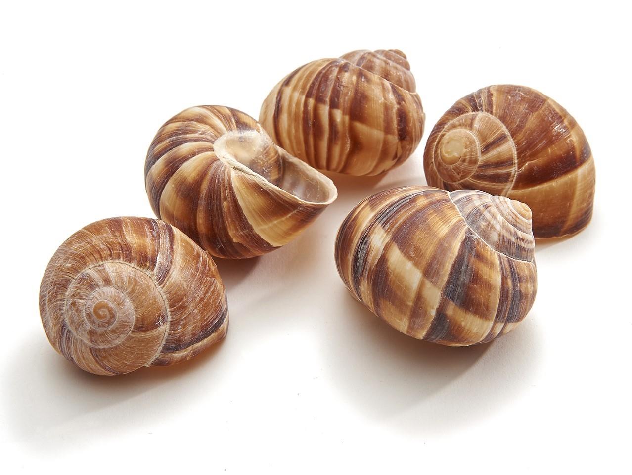 Landschnecke groß natur