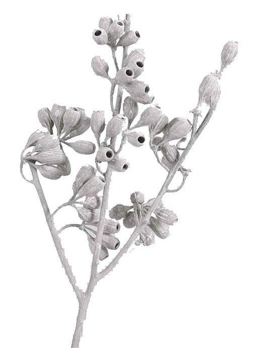 Eucalyptus Cluster Zweig white washed