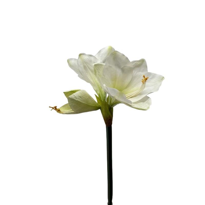 Amaryllis 2 Blüten 1 Knospe cream 66cm
