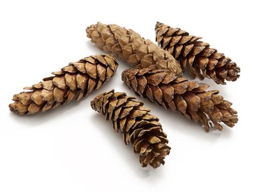 Zapfen Strobus lackiert +-15cm