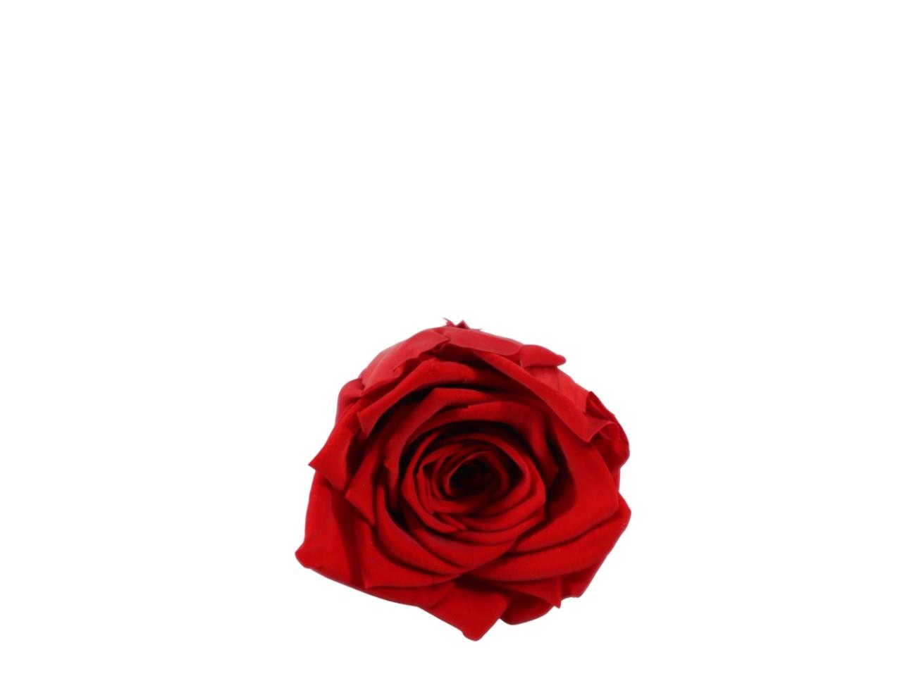 Rosenkopf konserviert 5-6cm rot NETTO