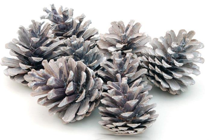 Zapfen Schwarzkiefer white washed 5 kg