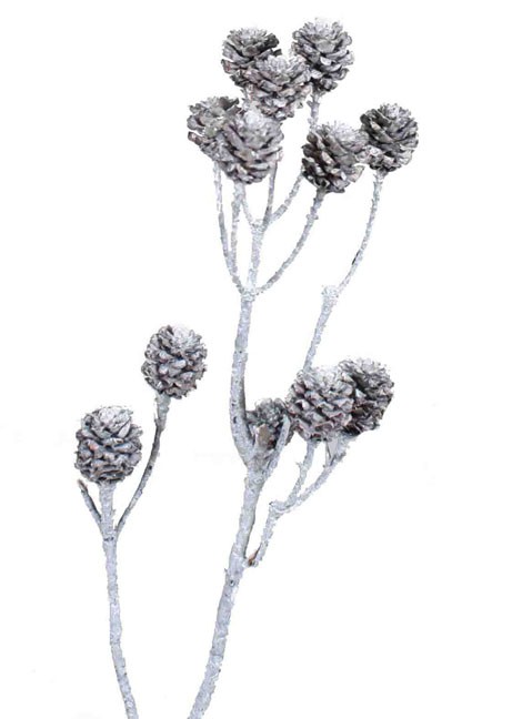 Salignum D2-3 L30-35cm 4-6 Köpfe white washed