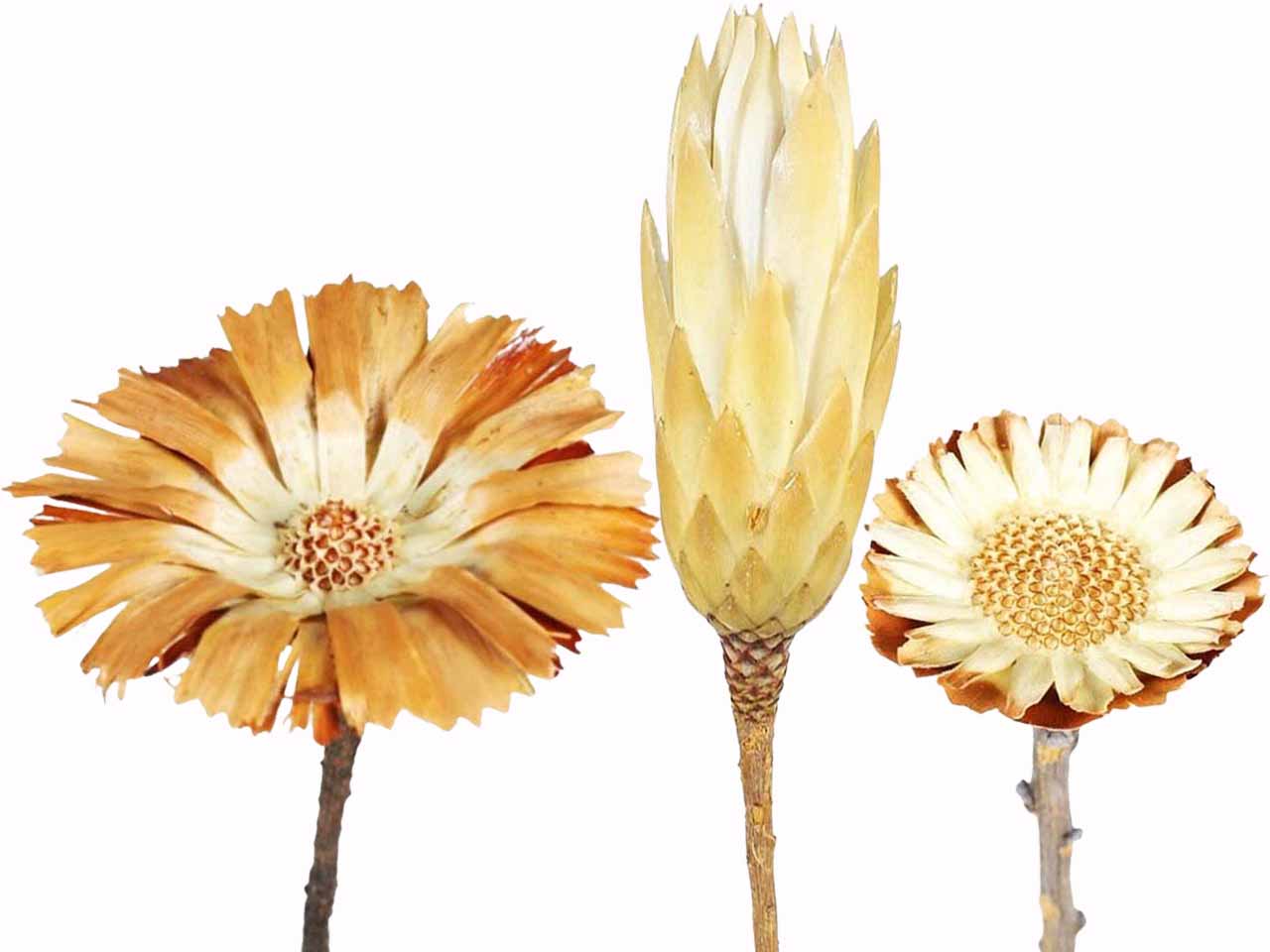 Protea natur
