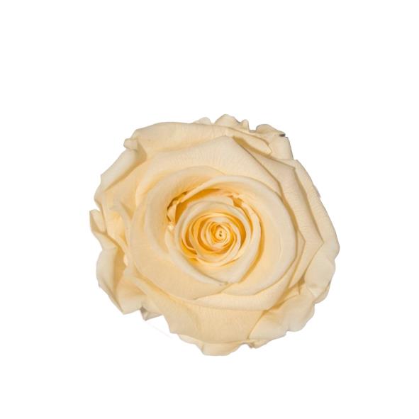 Rose "Extra" stabilisiert chic Cahampgagne dk-cream NETTO