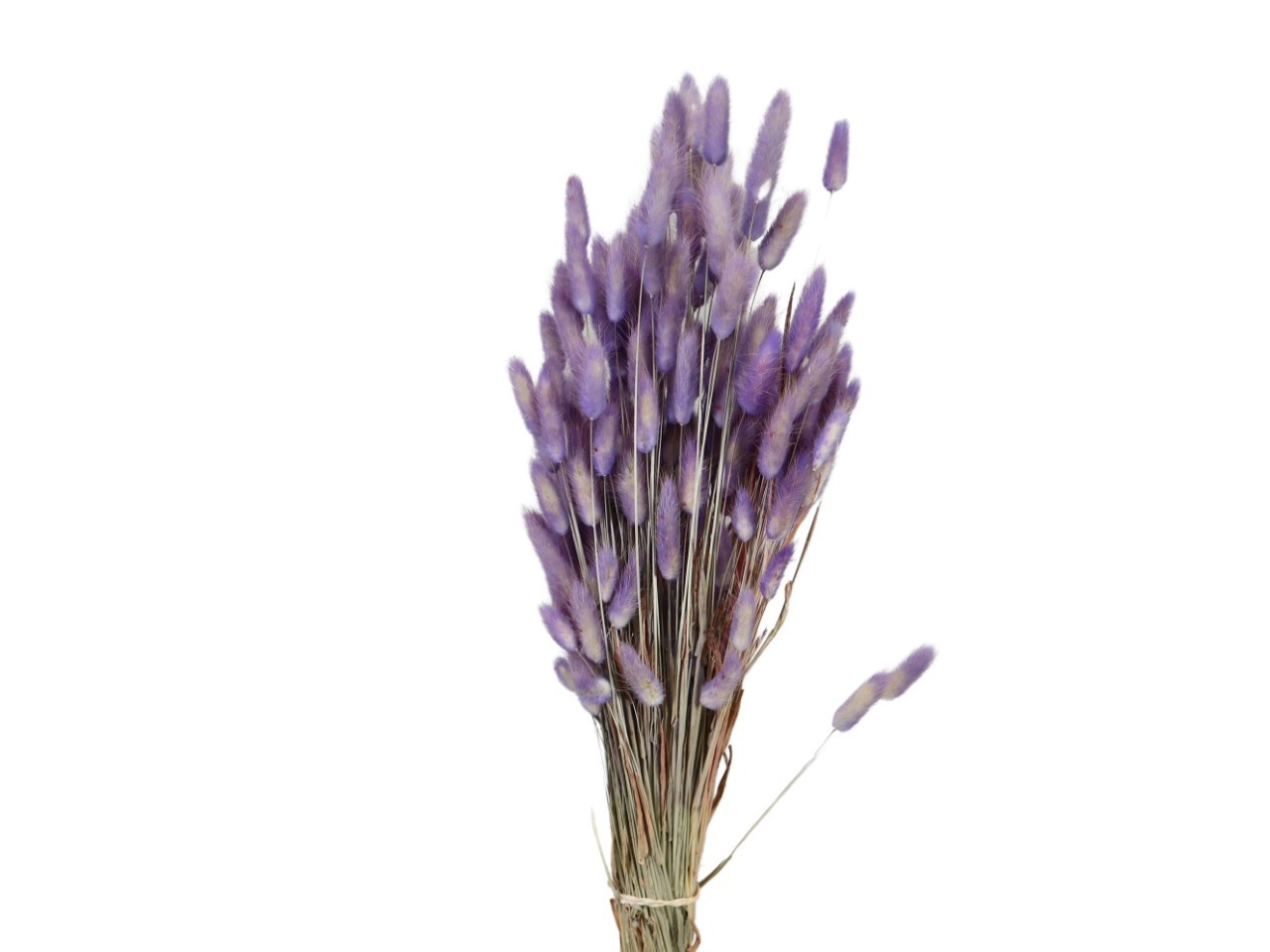 Lagurus lavendel100gr.