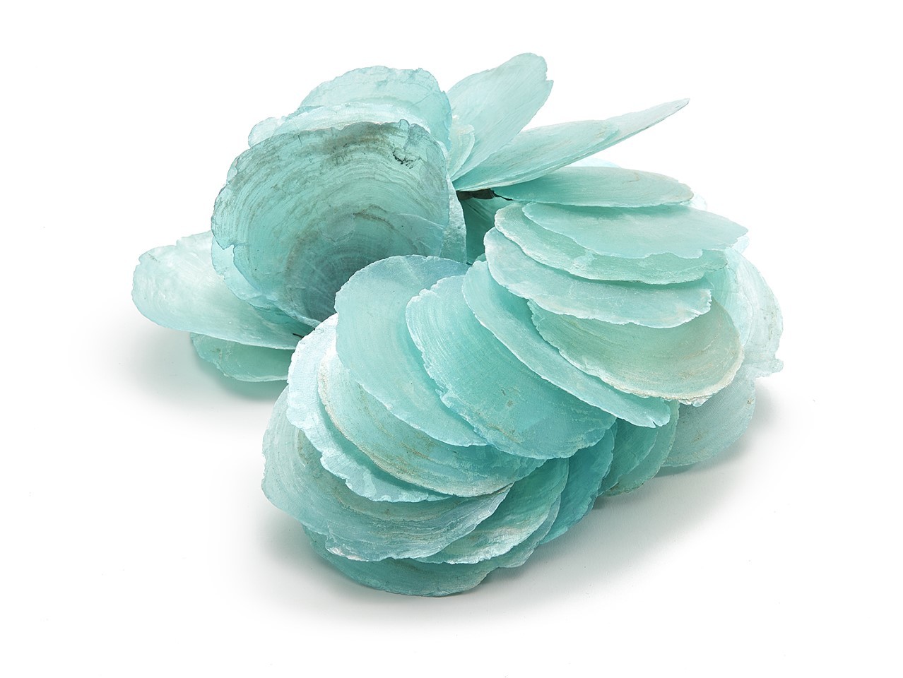 Capizmuschel türkies 250gr.