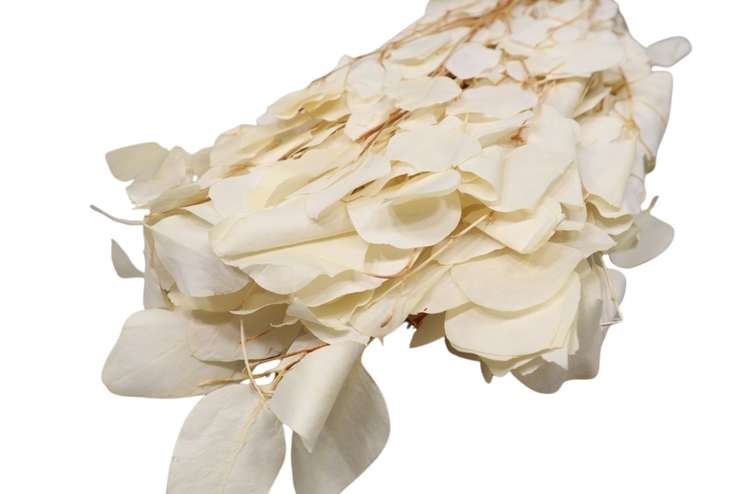 Eucalyptus rundes Blatt gebleicht 250gr.