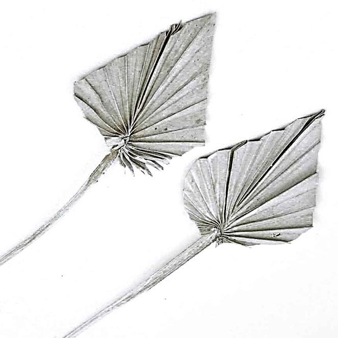 Palmspeer white washed